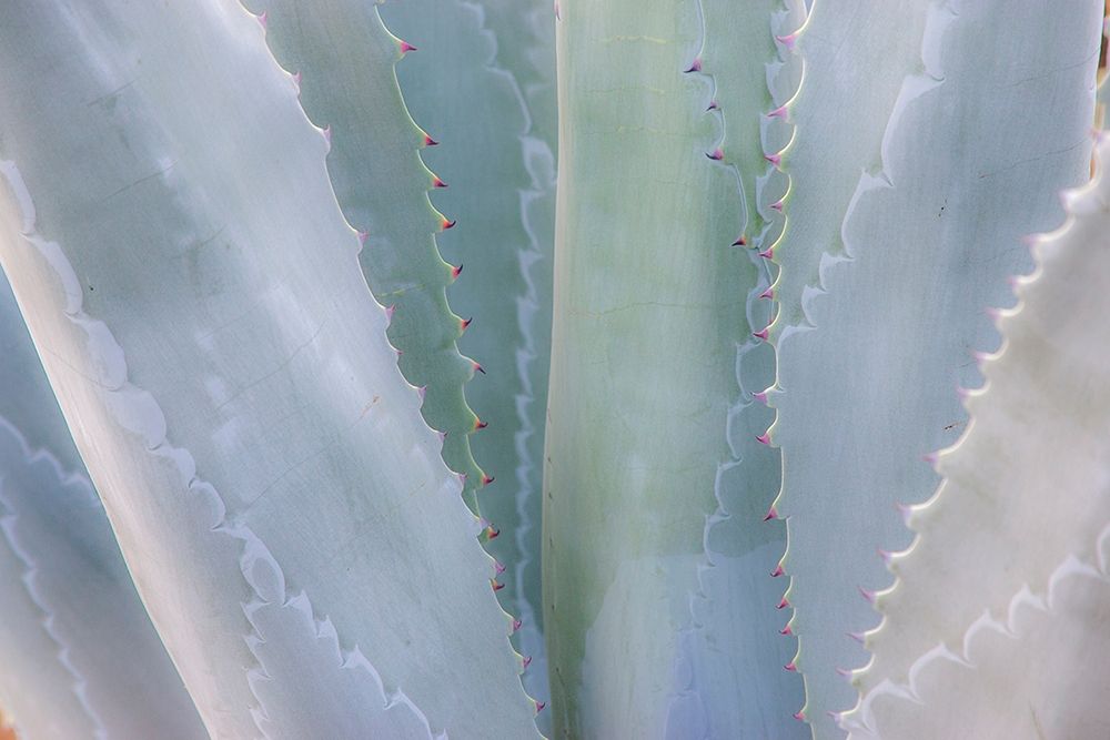 California-San Francisco-Golden Gate Park and the Conservatory of Flowers with grey toned cactus